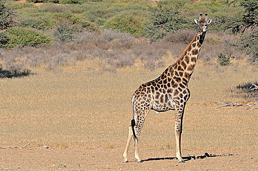 长颈鹿,雄性,站立,卡拉哈迪大羚羊国家公园,北开普,南非,非洲