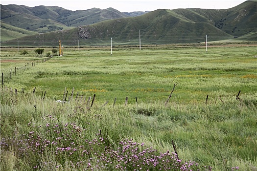 内蒙古兴安盟,美丽的乌兰河草原