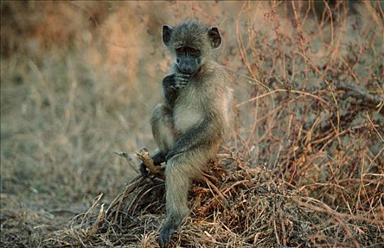 年轻,狒狒,克鲁格国家公园,南非,豚尾狒狒