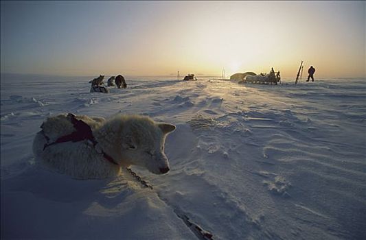 西伯利亚,哈士奇犬,狗,休息,极地,午夜,亮光,格陵兰