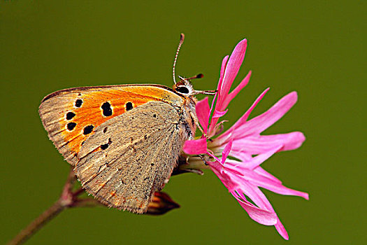 红灰蝶,蝴蝶,法国