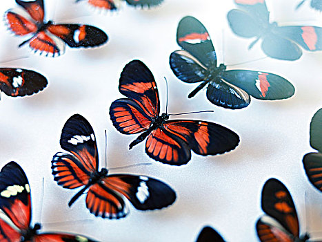 蝴蝶,收集