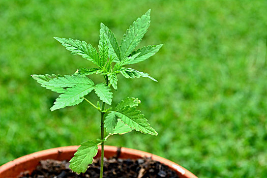 大麻,植物,容器
