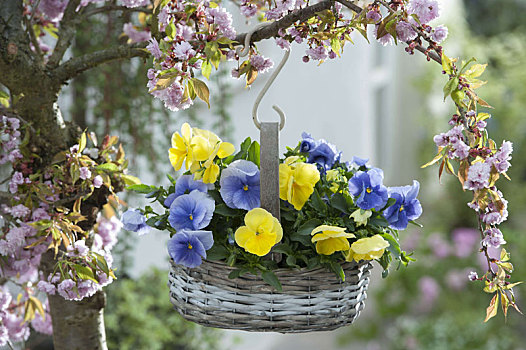 三色堇,樱草花,淡蓝色,篮子