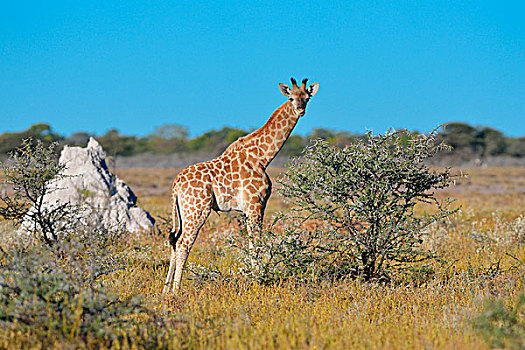 幼兽,长颈鹿,站立,热带草原,埃托沙国家公园,纳米比亚,非洲