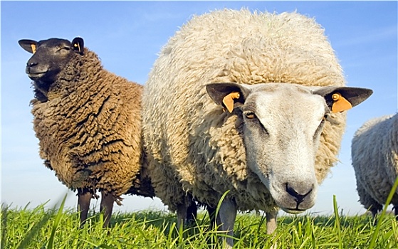 绵羊,草地,看,镜头