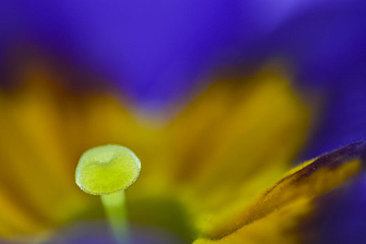 樱草花