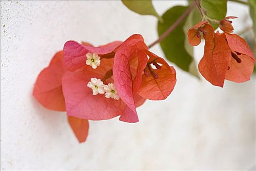 特写,叶子花属,花