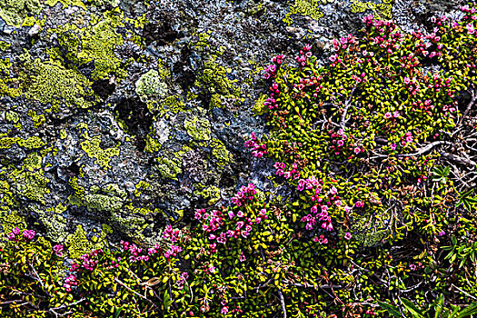 特写,野花,苔藓,岩石上,顶端,靠近,圣莫里茨,瑞士