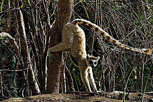 狐猴,存款,气味,干燥,树林,预留,南,马达加斯加