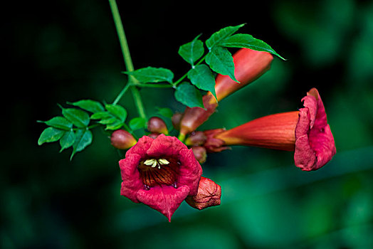 凌霄花