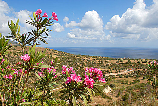 花,夹竹桃,风景,海洋,靠近,南方,塞浦路斯,塞浦路斯共和国,地中海,欧洲