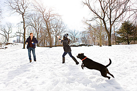 年轻,情侣,玩,狗,雪,中央公园,纽约,美国