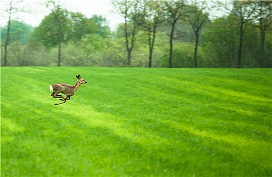 跑,鹿