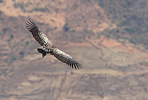 半狮半鹫的怪兽,秃鹰,成年,飞行,翱翔,上方,峡谷,埃塞俄比亚,非洲