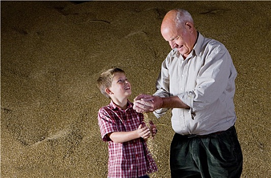 农民,孙子,拿着,小麦作物