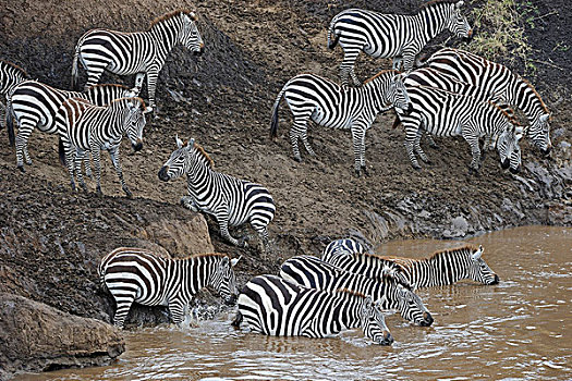 斑马,喝,河,马赛马拉国家公园,肯尼亚,东非,非洲