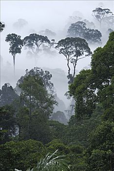 黎明,雾,低地,雨林,丹浓谷保护区,婆罗洲,马来西亚