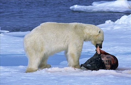 北极熊,成年,吃,海豹,捕食,冰,斯匹次卑尔根岛