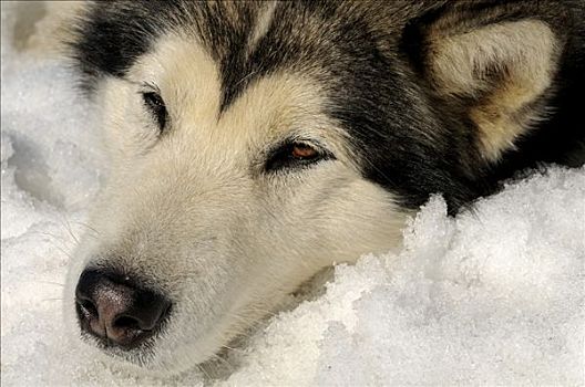 格陵兰,狗,雪橇狗