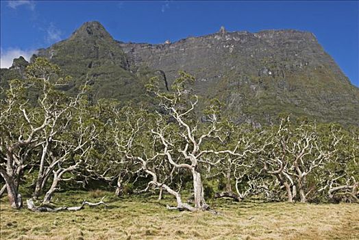 罗望子,树林,火山口,留尼汪岛,法国,非洲