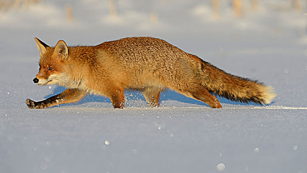 红狐,狐属,走,雪,波希米亚风格,树林,捷克共和国,欧洲