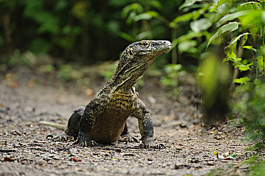 科摩多巨蜥,科摩多龙,环顾,印度尼西亚
