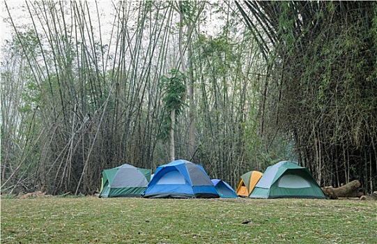 露营,帐篷,竹林