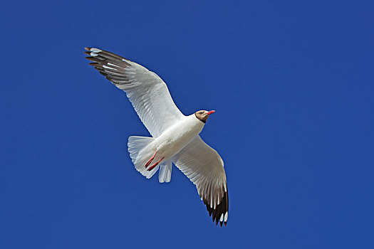西台吉乃尔湖棕头鸥