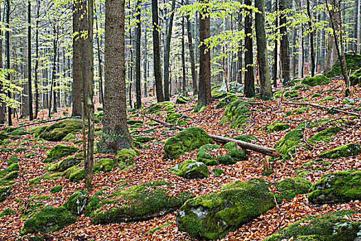 自然,混交林,春天,巴伐利亚森林国家公园,巴伐利亚,德国,欧洲