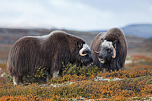麝牛,国家公园,挪威