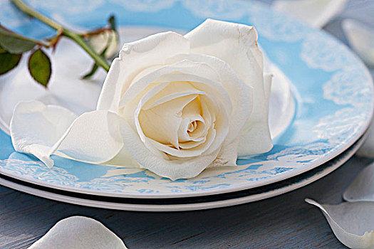 餐具摆放,白色蔷薇