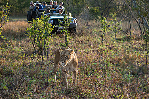 雌狮,旅游,吉普车,沙,禁猎区,南非,非洲