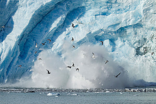 三趾鸥,冰,脸,冰河,东方,威廉王子湾,阿拉斯加,春天