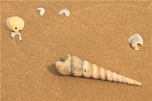 海螺壳,沙子