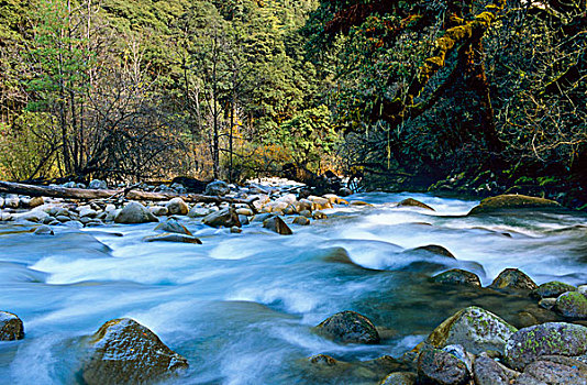 河,树林,国家公园,不丹