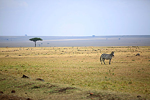 非洲肯尼亚