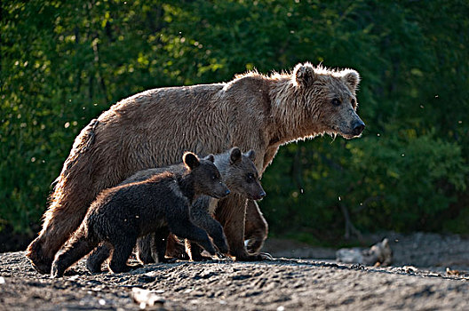 棕熊,母亲,幼兽,堪察加半岛,俄罗斯