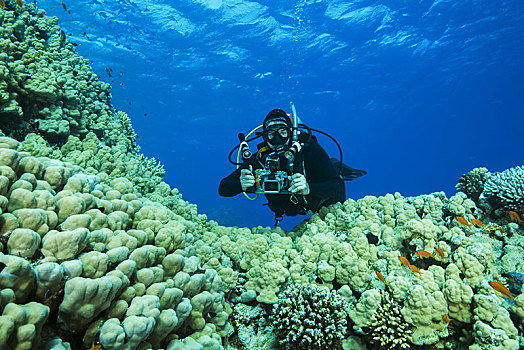 相机,男人,潜水,靠近,圆顶,珊瑚,红海,西奈半岛,埃及,非洲