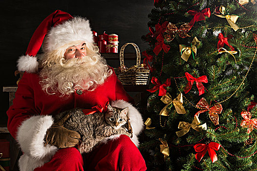 圣诞老人,制作,礼物,孩子,虎斑猫,新,物主,放置,可爱,猫,靠近,圣诞树