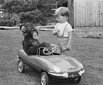 猴子,男孩,玩具车,英格兰,英国