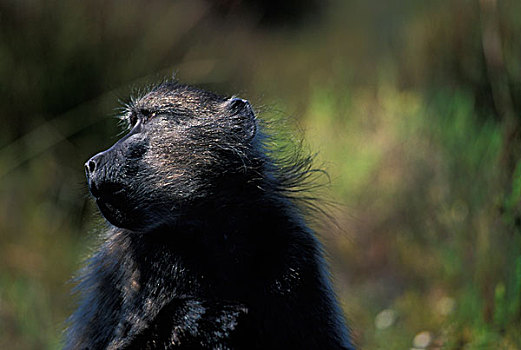 南非,桌山国家公园,大狒狒,豚尾狒狒,靠近,好望角
