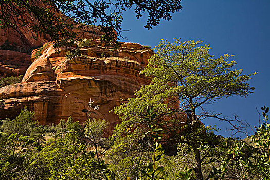 峡谷,红岩,秘密,荒野,国家森林,塞多纳,亚利桑那,美国