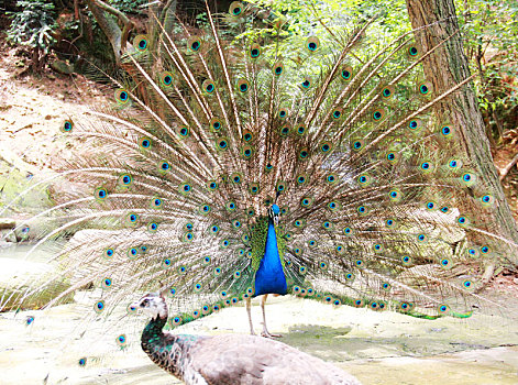 湖北武汉动物园,开屏的孔雀分外美