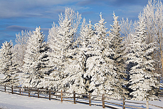 卡尔加里,艾伯塔省,加拿大,积雪,常青树,木篱