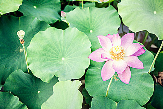 特写,粉色,莲花,湖,中国