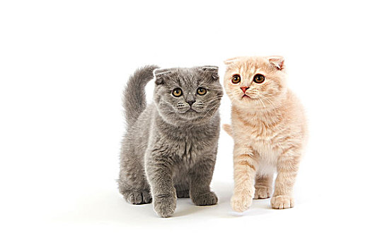 苏格兰折耳猫,蓝色,家猫,2个月,小猫,白色背景