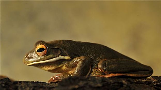 树蛙,巴布亚新几内亚