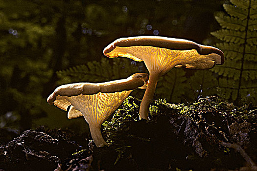 蘑菇,安大略省