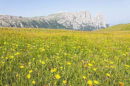 花,阿尔卑斯草甸,南蒂罗尔,意大利